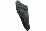 Partial Megalodon Tooth #194075-1